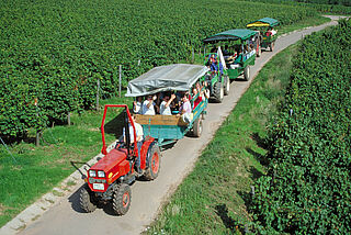 Ein Traktor zieht mehrere Wagen mit Personen durch den Weinberg