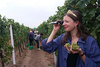 Die pfälzische Weinkönigin Laura Julier misst das Mostgewicht der ersten Bacchustrauben des neuen Jahrgangs. 